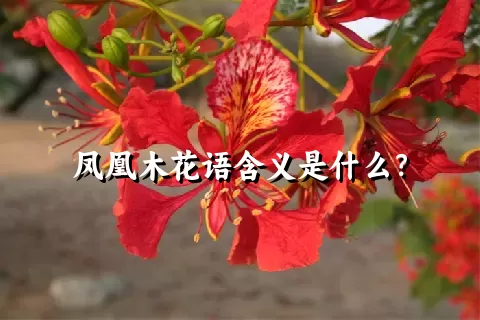凤凰木花语含义是什么？