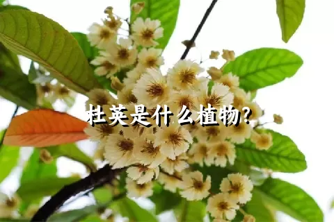 杜英是什么植物？