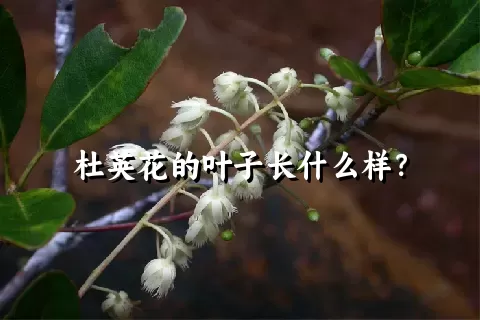 杜英花的叶子长什么样？