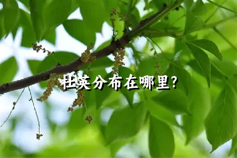 杜英分布在哪里?