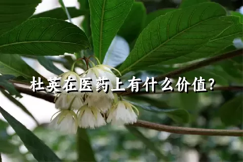 杜英在医药上有什么价值？