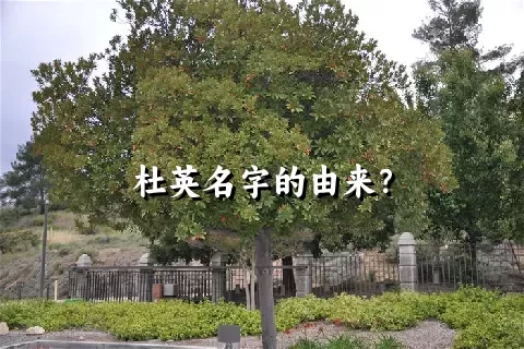 杜英名字的由来？