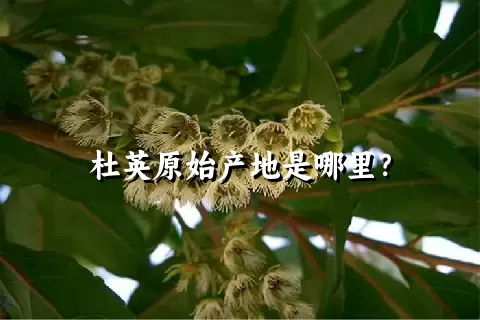 杜英原始产地是哪里？