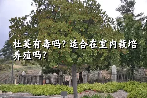 杜英有毒吗？适合在室内栽培养殖吗？