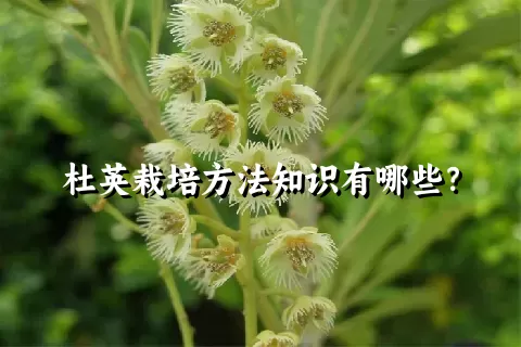 杜英栽培方法知识有哪些？