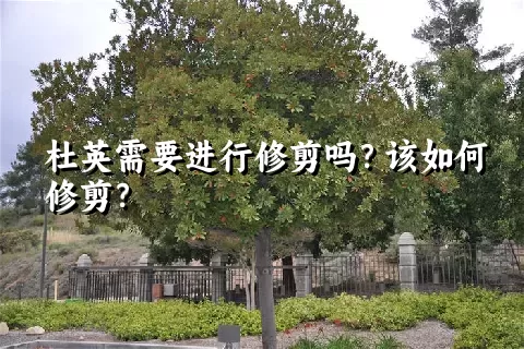 杜英需要进行修剪吗？该如何修剪？