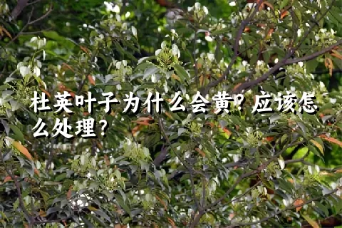 杜英叶子为什么会黄？应该怎么处理？