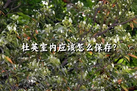 杜英室内应该怎么保存？