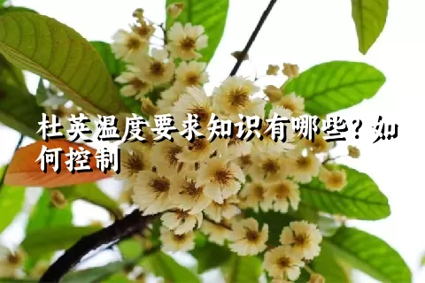 杜英温度要求知识有哪些？如何控制