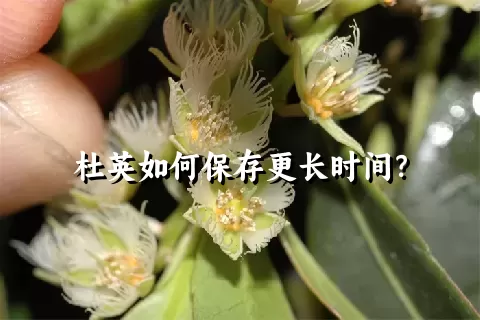 杜英如何保存更长时间？
