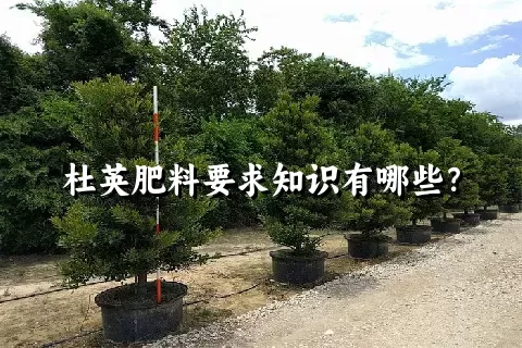 杜英肥料要求知识有哪些？