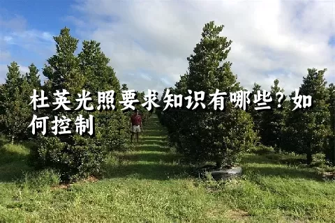 杜英光照要求知识有哪些？如何控制