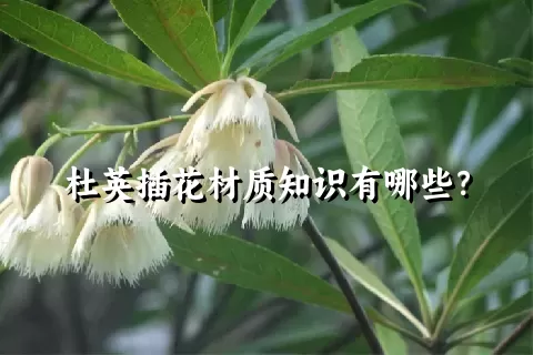 杜英插花材质知识有哪些？