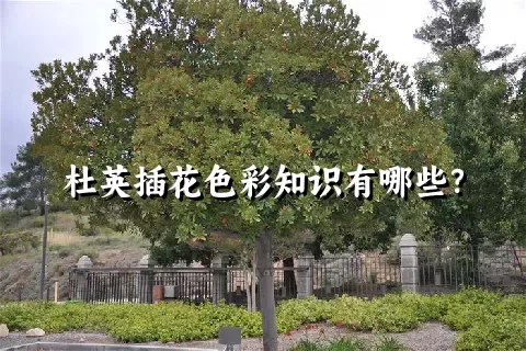 杜英插花色彩知识有哪些？