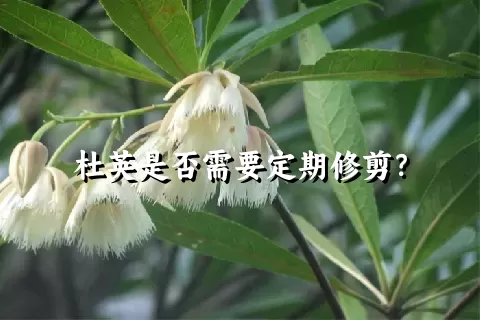 杜英是否需要定期修剪？