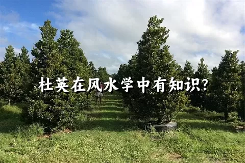 杜英在风水学中有知识？