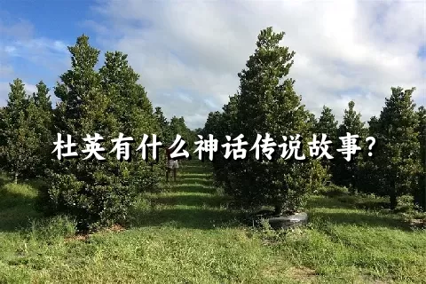 杜英有什么神话传说故事？