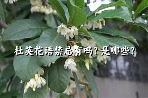 杜英花语禁忌有吗？是哪些？