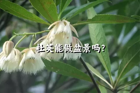 杜英能做盆景吗？