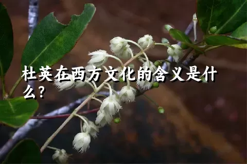 杜英在西方文化的含义是什么？