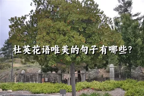 杜英花语唯美的句子有哪些？