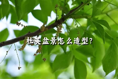 杜英盆景怎么造型？