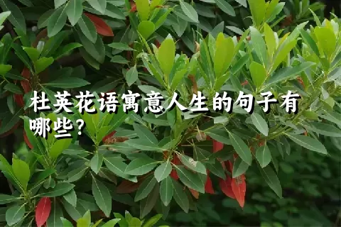 杜英花语寓意人生的句子有哪些？