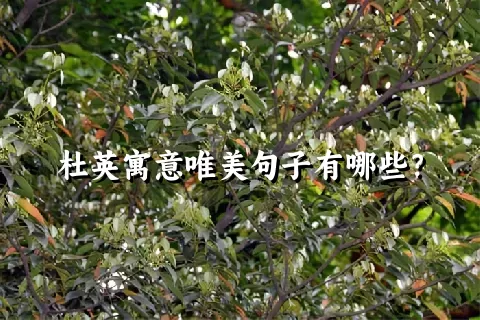 杜英寓意唯美句子有哪些？