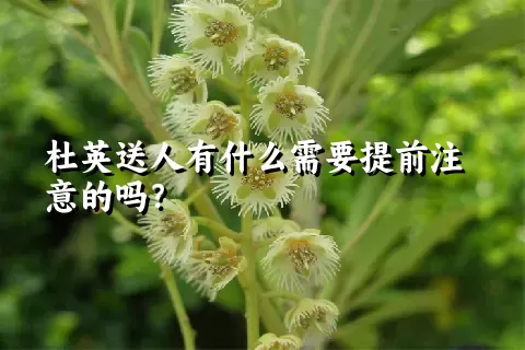 杜英送人有什么需要提前注意的吗？