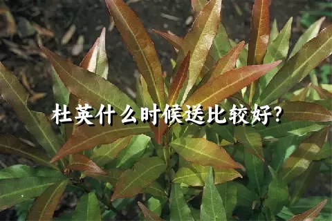 杜英什么时候送比较好？