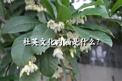 杜英文化内涵是什么？