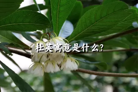 杜英寓意是什么？