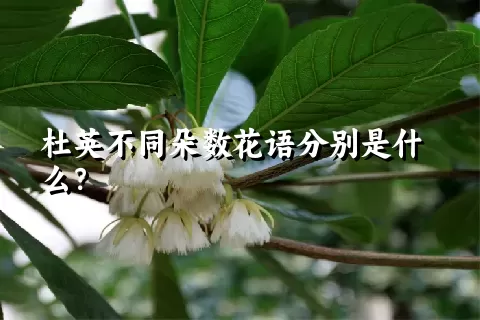杜英不同朵数花语分别是什么？