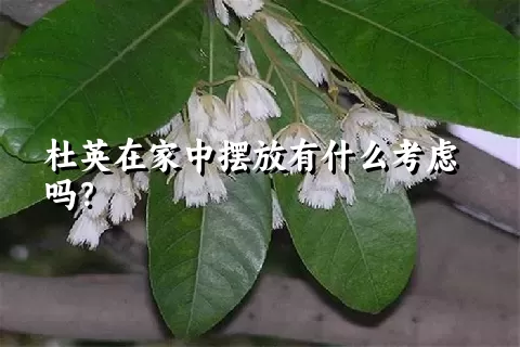 杜英在家中摆放有什么考虑吗？