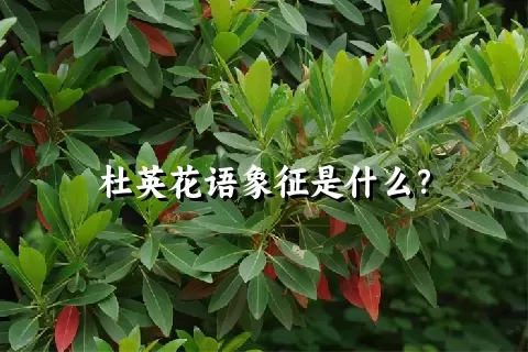 杜英花语象征是什么？