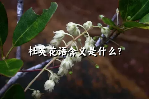 杜英花语含义是什么？