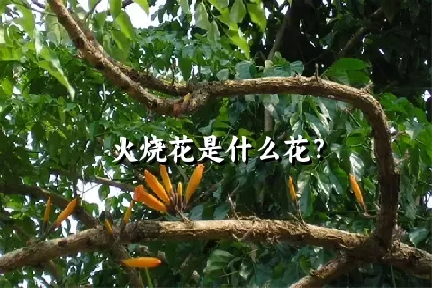 火烧花是什么花？