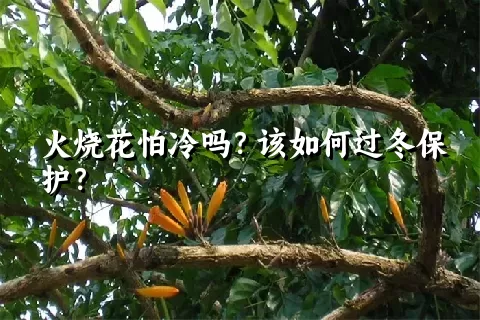 火烧花怕冷吗？该如何过冬保护？