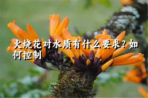 火烧花对水质有什么要求？如何控制