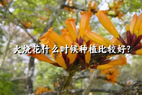 火烧花什么时候种植比较好？