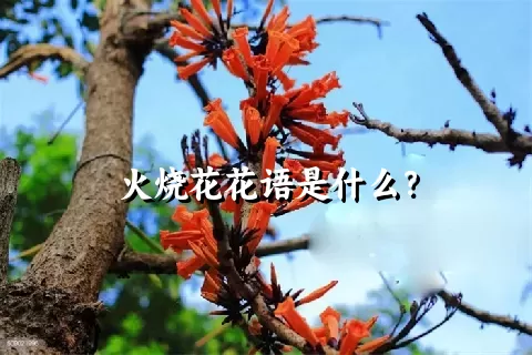 火烧花花语是什么？