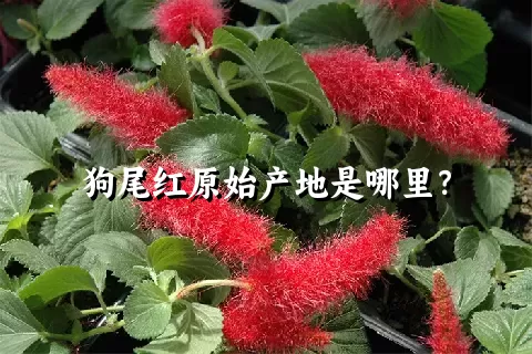 狗尾红原始产地是哪里？