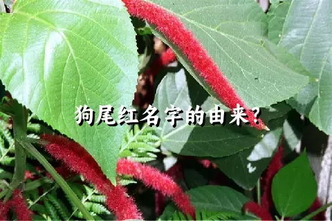 狗尾红名字的由来？
