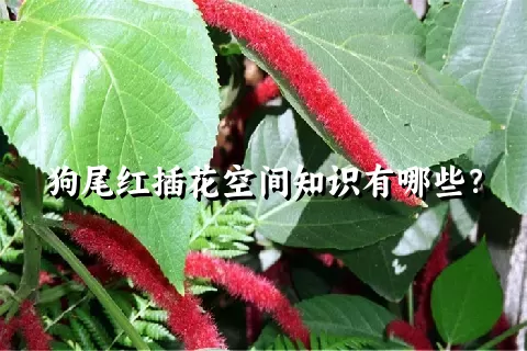 狗尾红插花空间知识有哪些？
