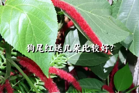 狗尾红送几朵比较好？