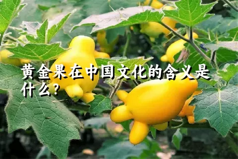 黄金果在中国文化的含义是什么？