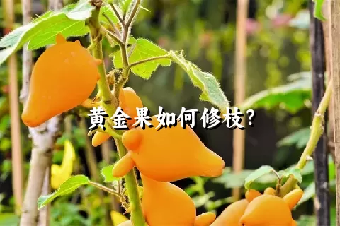 黄金果如何修枝？
