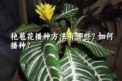 艳苞花播种方法有哪些？如何播种？