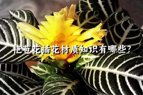 艳苞花插花材质知识有哪些？