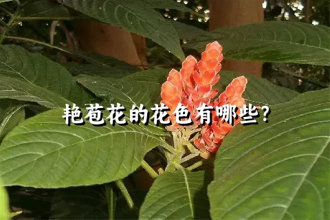 艳苞花的花色有哪些？
